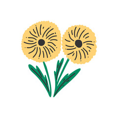 Dandelions on a white isolated background. Hand draw flower on a white isolated background