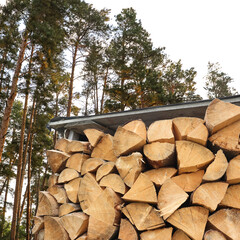 Stacked cut firewood under roof near trees outdoors