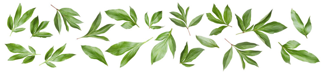 Green peony leaves isolated on white, set