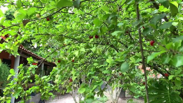 organic acerola tree with many ripe fruits