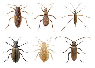 Various insects isolated on transparent background showcase biodiversity and entomology