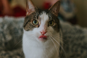 Graceful Feline Portraits