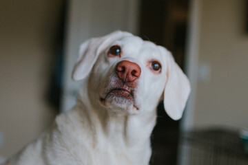 Faithful Four-Legged Friend