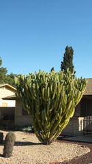 Arizona desert style xeriscaping with a tree-like Blue Myrtle cactus or Myrtillocactus geometrizans and other drought-tolerant plants; copy space