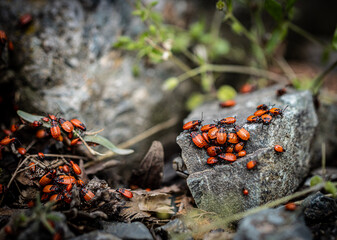 A large cluster of firebugs (Pyrrhocoris apterus) amassed on and around a grey rock.  These insects are distinctly reddish-orange with black markings
