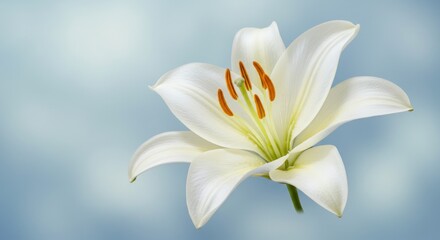 Obraz premium Pure White Lily Bloom 2025-05-17 - Elegant white lily, symbolising purity, peace, sympathy, remembrance, and beauty. A delicate and serene perfect for various uses