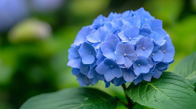 Close up vibrant blue hydrangea flower bloom with lush green background