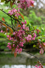 A branch of delicate pink blossoms with raindrops glistening on their petals, set against a soft green background, capturing the serene beauty of spring