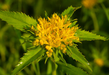 Medicinal plant Golden root, Rhodiola rosea.  The fat family. Rhodiola rosea in the form of tea is used to relieve fatigue, overwork, to increase efficiency and endurance.