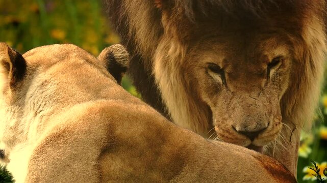 A touching close-up of a male lion and lioness sharing an affectionate moment. Their bond reflects strength, beauty, and natural connection. Full property release. Zoo setting