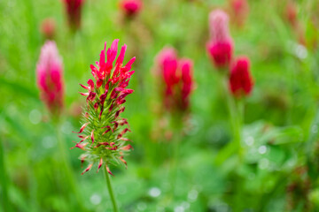 Trifolium flower detail