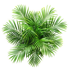 Green Palm Leaves Isolated. Perfect For Tropical Summer Vibes And Fresh Designs.