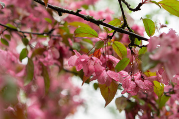 A branch of delicate pink blossoms with raindrops glistening on their petals, set against a soft...