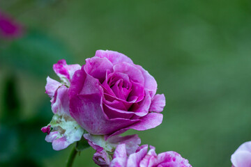 pink rose flower