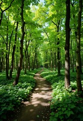 Fototapeta premium A serene forest pathway lined with tall trees and green foliage, inviting visitors to explore natures tranquil beauty