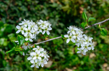 Prunus spinosa, white blackthorn flowers in spring in a garden