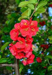 Fototapeta premium Chaenomeles, red flowers of Japanese quince bloom in spring in a garden, Ukraine