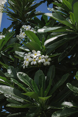A close-up shot of a tropical plumeria (frangipani) tree showcases its lush, dark green oblong leaves, with clusters of white and yellow-centered flowers nestled amongst them. 
