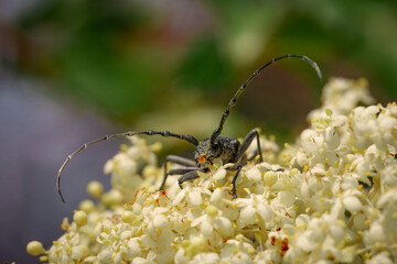 Capricorn beatle (Cerambyx cerdo)