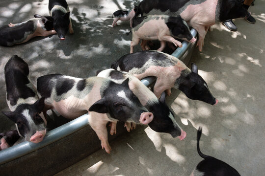 A group of small, minipigs or pot-bellied pigs on a paved surface. The pigs have distinct patches of black and white fur, and their snouts and ears are prominent.