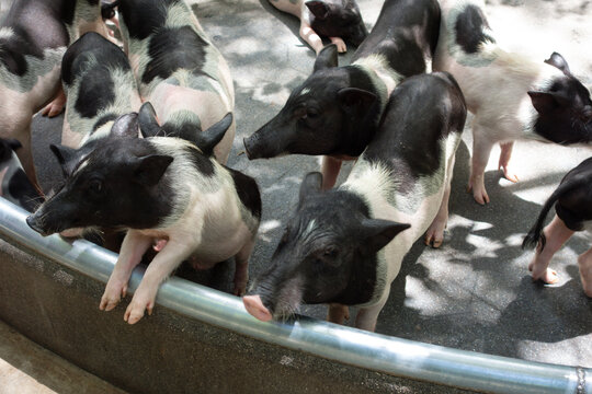 A group of small, minipigs or pot-bellied pigs on a paved surface. The pigs have distinct patches of black and white fur, and their snouts and ears are prominent.