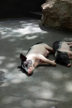 A group of small, minipigs or pot-bellied pigs on a paved surface. The pigs have distinct patches of black and white fur, and their snouts and ears are prominent.