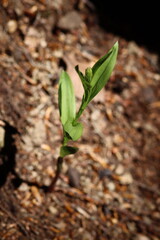green leaves on the ground
