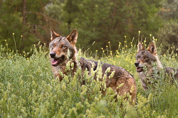Wolf couple