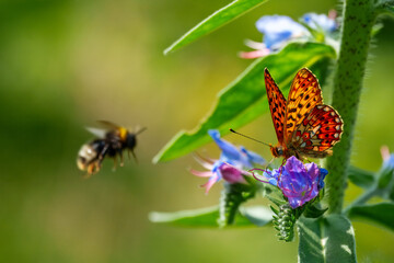 Pearl-bordered Fritillary (Boloria selene)