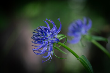 Phyteuma scheuchzeri, the Oxford rampion or horned rampion