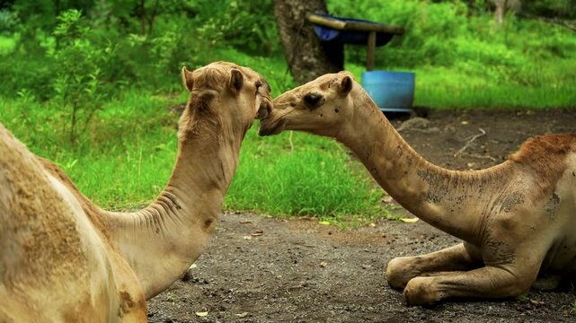 Two affectionate dromedary camels are seen nuzzling each other while resting on the ground in a green wildlife park