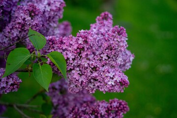 Fototapeta premium Purple Lilac Flowers Close-Up