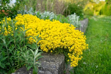 Vibrant yellow flowers in a garden setting.