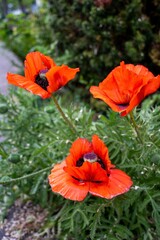 Vibrant Red Poppy Flowers in Bloom