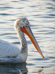 pelican in water