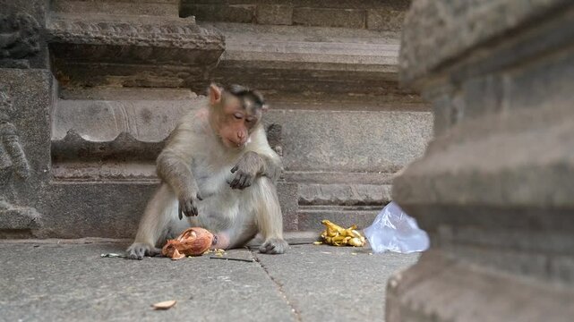 Barbary macaque ape, rhesus monkey infested with worms from fly, parasitic infections, malaria parasite, wildlife of India