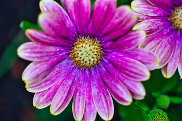 Obraz premium African daisy