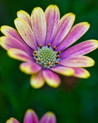 Amazing yellow and purple African daisy in teh garden: gorgeous macro photography, nice texture and pattern.