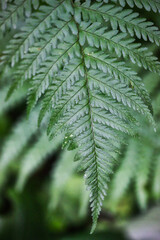 Front closeup view of a beautiful fern leaf
