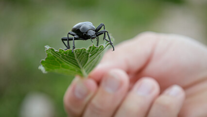 Black Beetle
