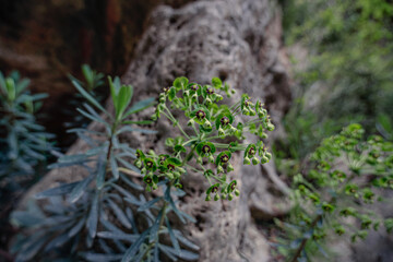 Flowering plant