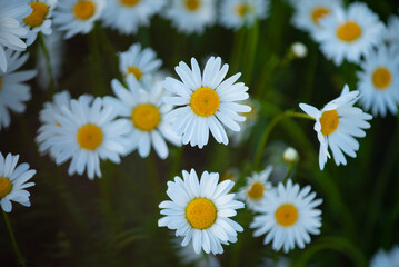 Obraz premium Beautiful daisies flowers in the field. Nature background.