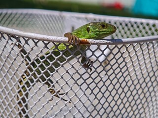 Green lizard climbing out of metal basket