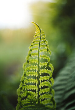 Close up of a fern leaf with soft warm green colors and dreamy light shining in the corner. Shallow depth of field and bokeh. Midsummer themed photograph