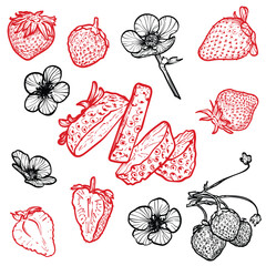Set of strawberries with their flowers. Vector hand drawn line art of summer fruit in red and black isolated on white background. Highly detailed for print and online projects.