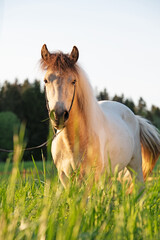 white-beige piebald   pony grazing  at grass field at sunny evening