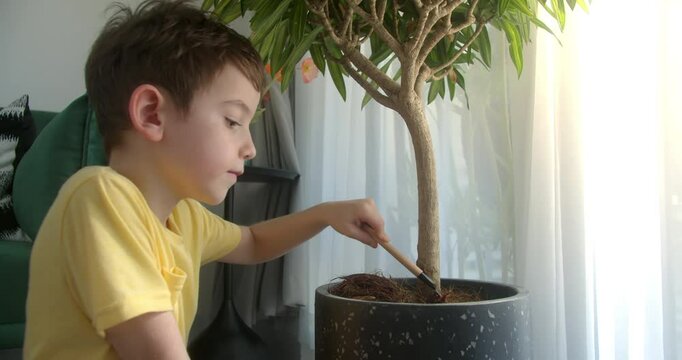 Handsome child uses home plant paddle to loosen the soil in pots of indoor plants. Human care for home garden. Close-up of children's hands carefully cultivating the soil in pots of indoor plants. 4K