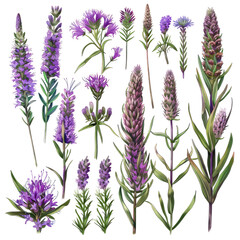 Naklejka premium Botanical Illustration Of Various Purple Wildflowers Isolated On White Background.