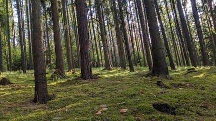 Foret à Valcha Tchéquie