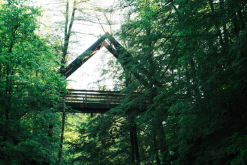 Fototapeta premium bridge in the forest
